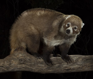 coati